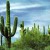 15 Pictures – Cactus