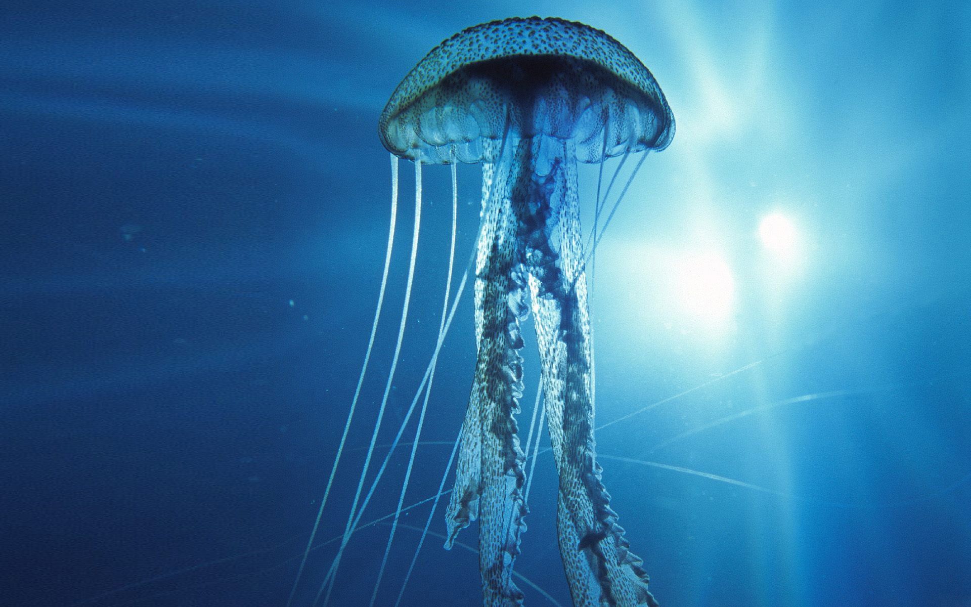Jellyfish Pattern Print Backpack main image 1